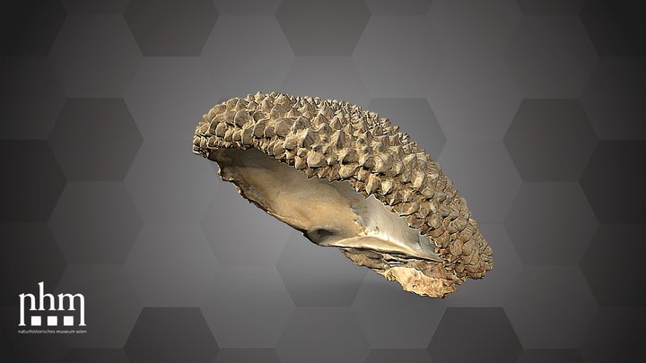 Hydnophora sp. (NHMW-ZOO-EV-0015153) – Free 3D Model STL