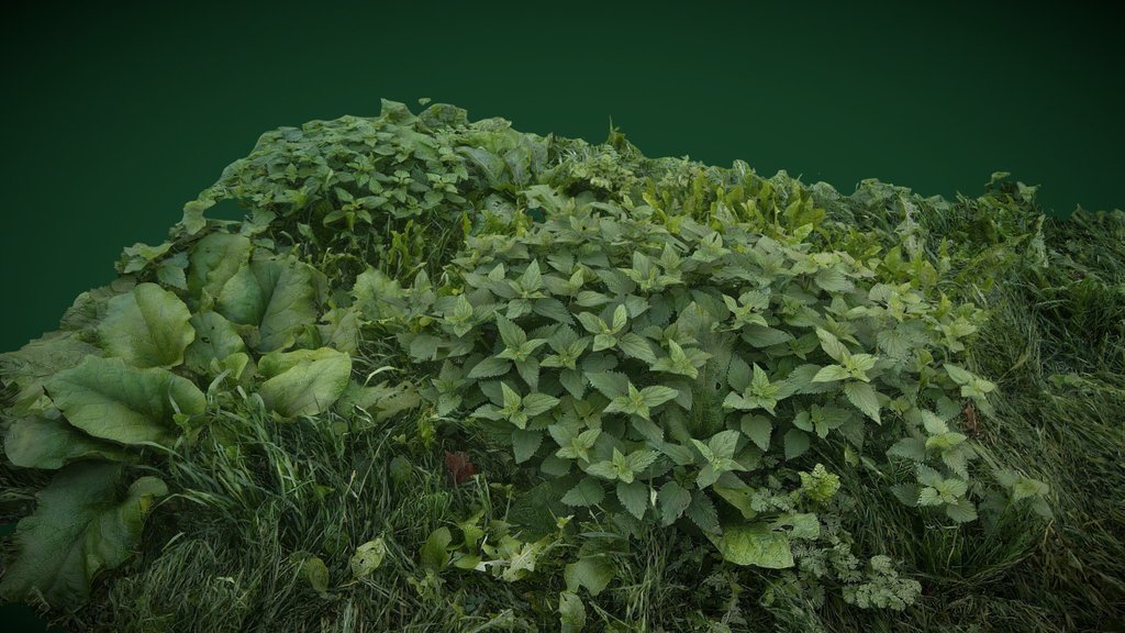 Grass