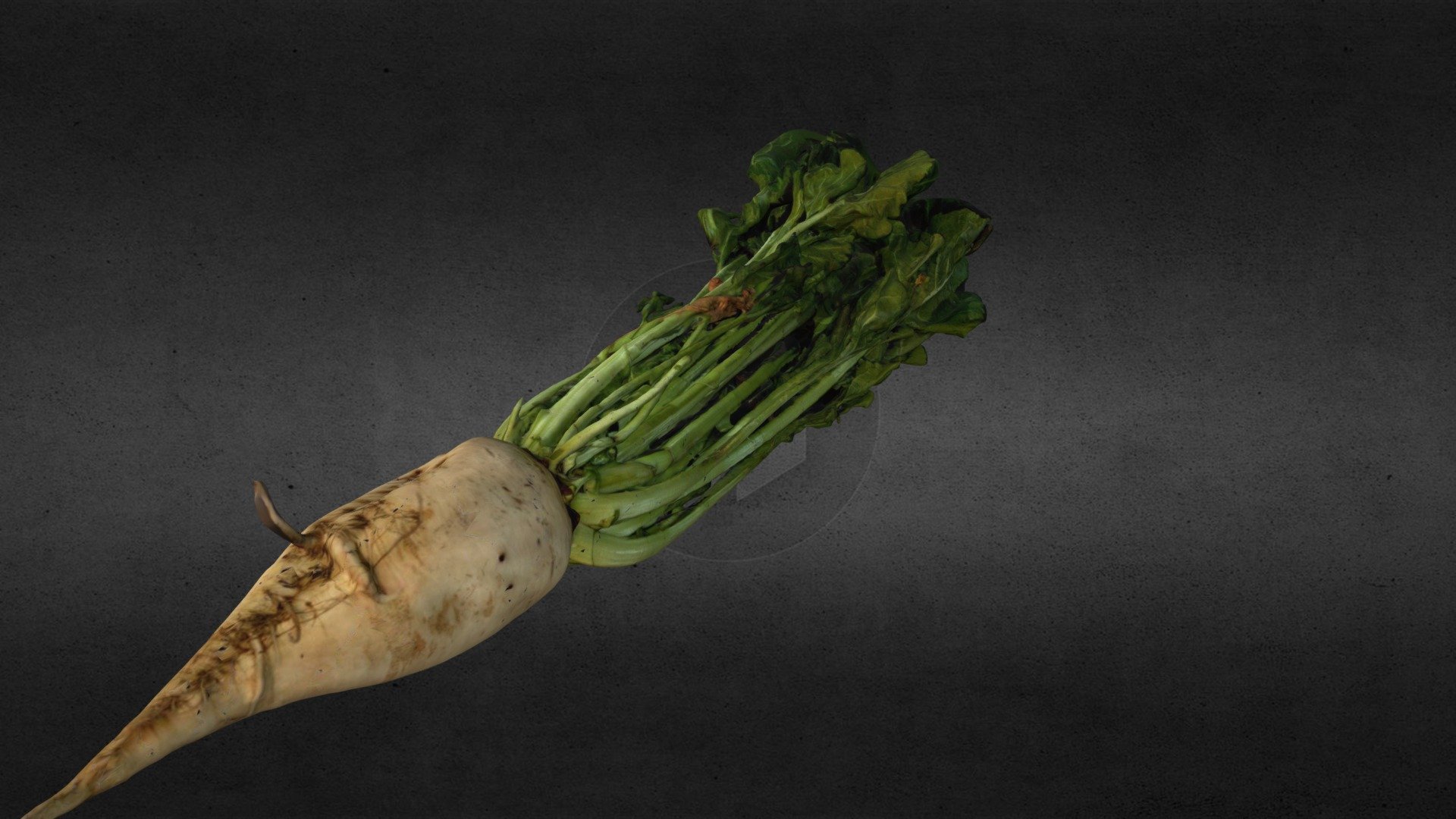 Sugar Beet Download Free 3D model by John Redden (jtredden) [e591009