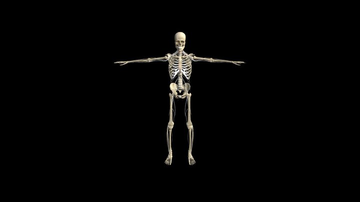 Skeletal Nervous test 3D Model