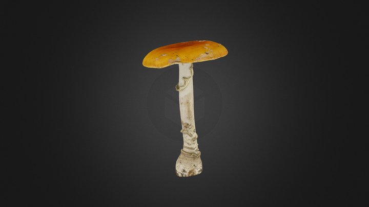 Amanita muscaria mushroom 3D Model