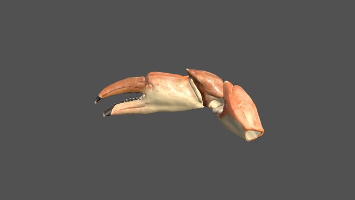 Crab claw 3D Model