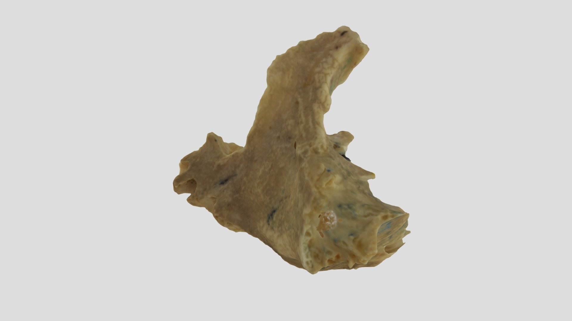 Maxilar1