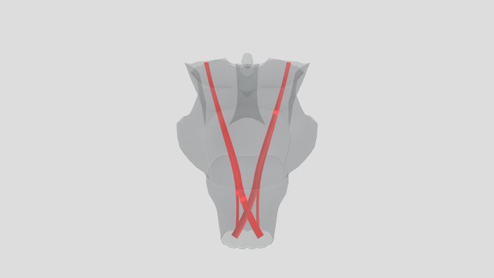 Decussatio pyramidum 3D Model