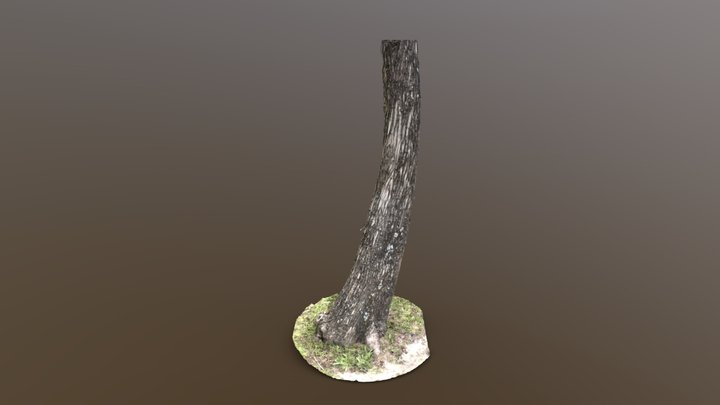 Bald Cypress Curved – Free 3D Model STL