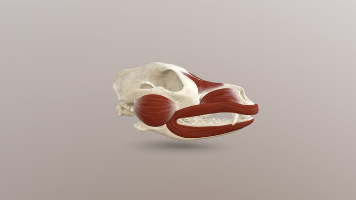 Dog Bone 3D Model