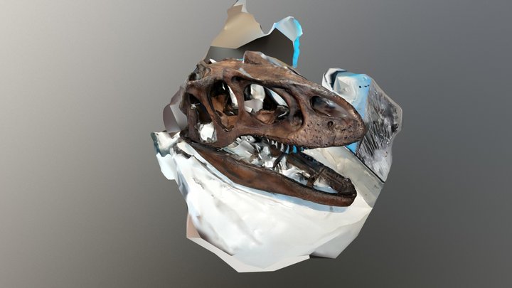 Allosaurus Fragilis 3D Model