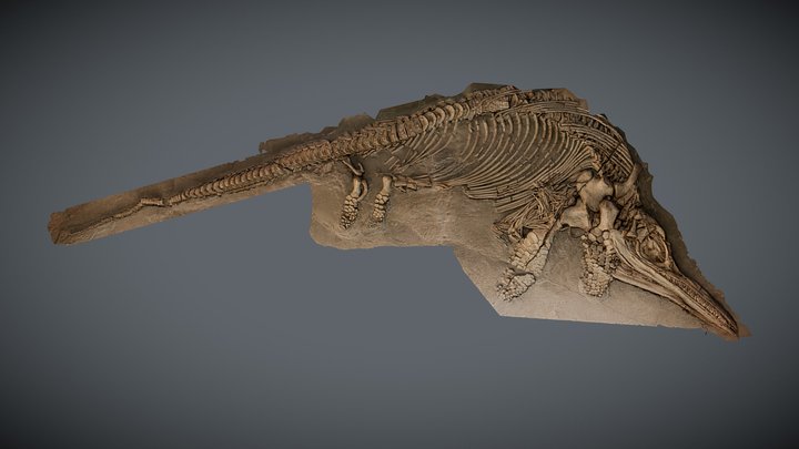 Ichthyosaurus somersetensis 3D Model