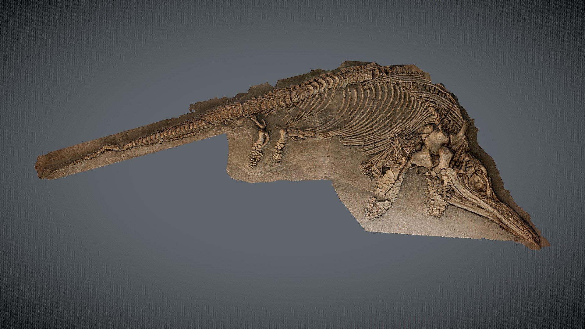 Ichthyosaurus somersetensis - Buy Royalty Free 3D model by ThinkSee3D ...