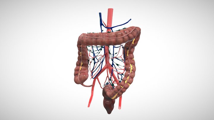 Colon Anatomy 3D Model