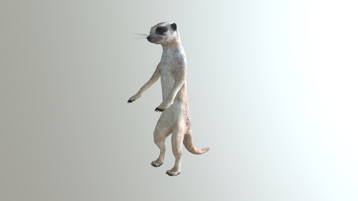 Meerkat 3D Model