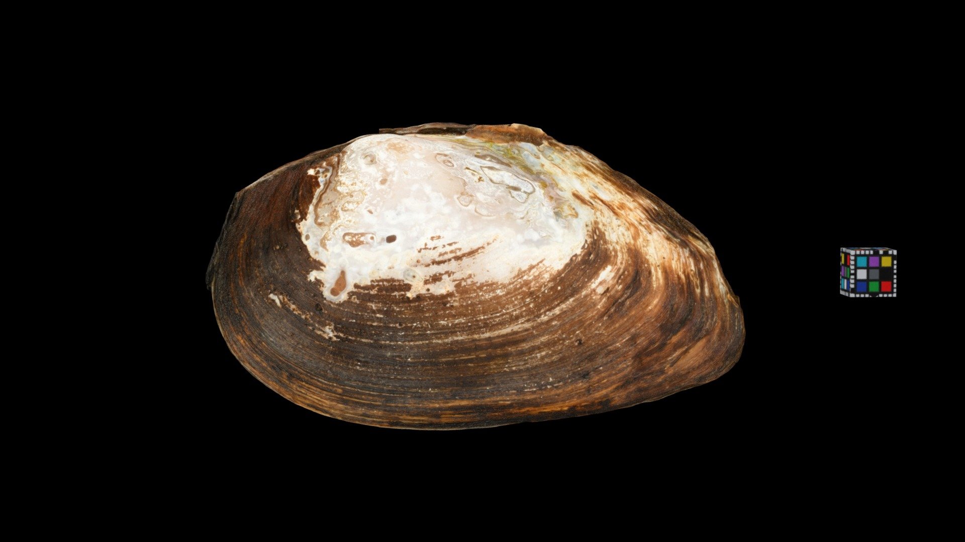 CC0 チシマドブガイ Chishima Freshwater Clam — Sketchfab embed 3D viewer