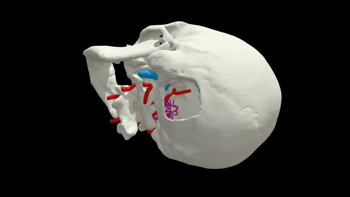 SkullBasics - Sketchfab