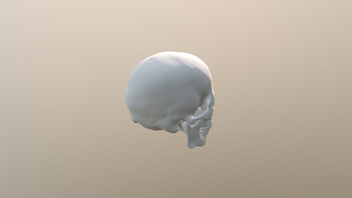 Calavera - FBX from Maya 3D Model
