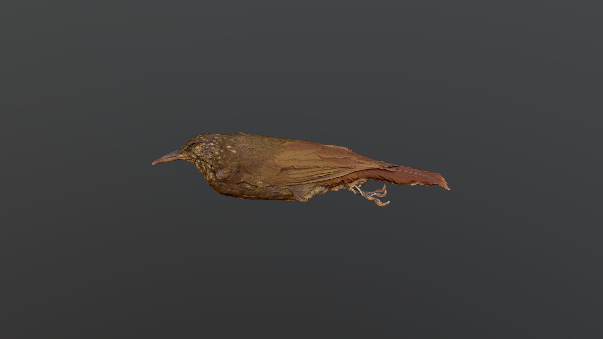 Olive-backed Woodcreeper - 	Xiphorhynchus tr...