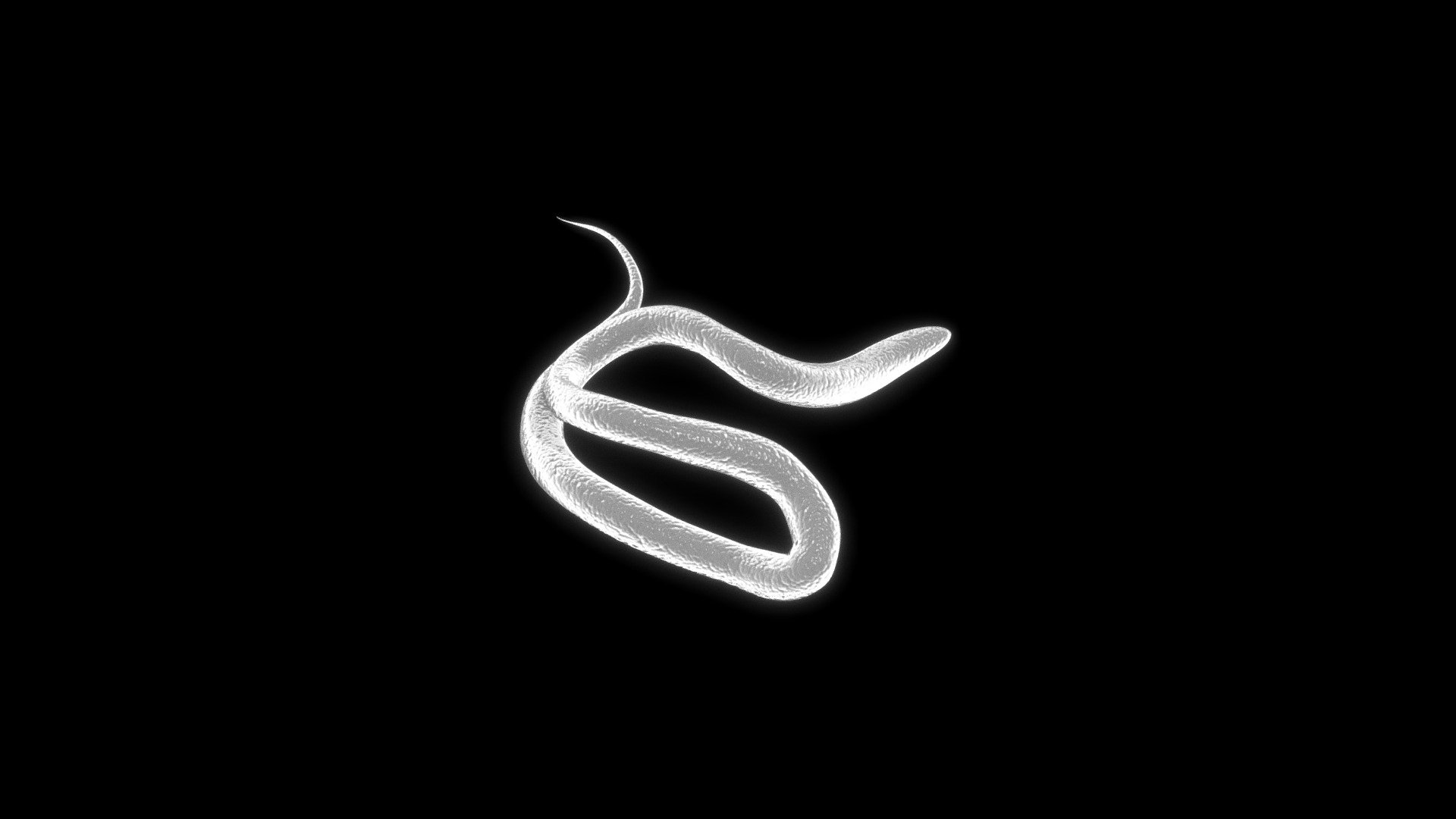 Heartworm Animal - Buy Royalty Free 3D model by Nima (@h3ydari96 ...
