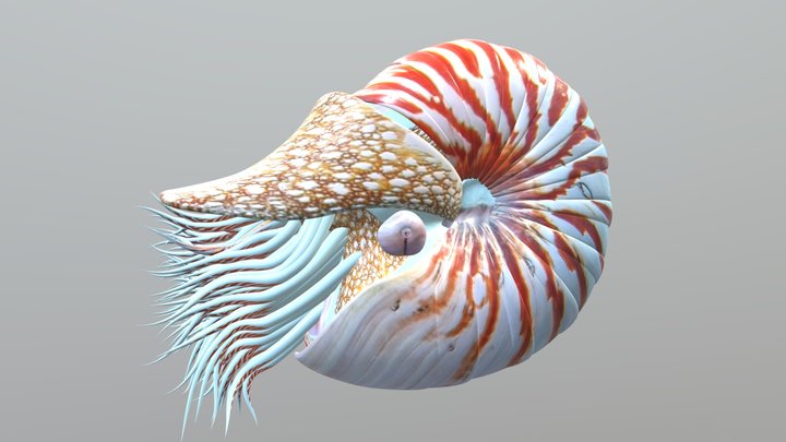 Nautilus – Free 3D Model STL