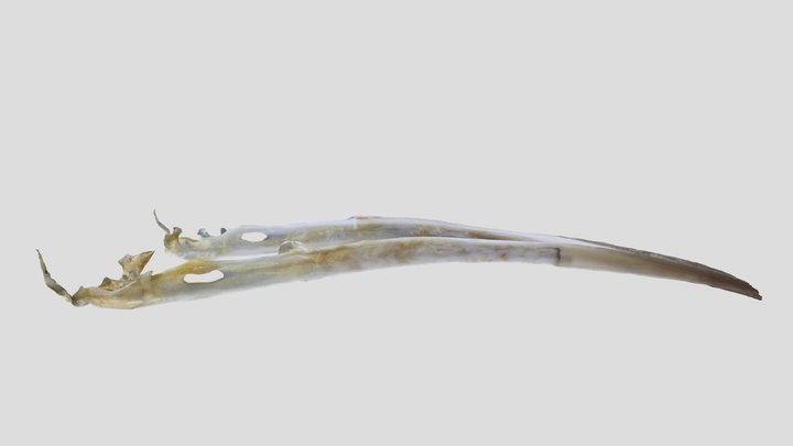 UWYMV:Bird:5960, Salpinctes obsoletus, Mandible – Free 3D Model STL