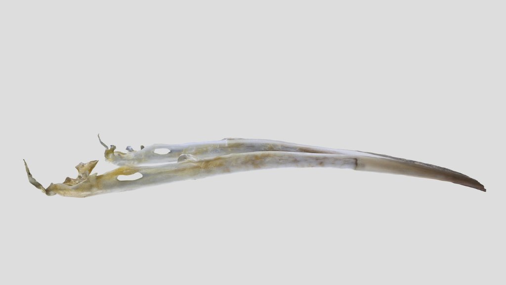 UWYMV:Bird:5960, Salpinctes obsoletus, Mandible