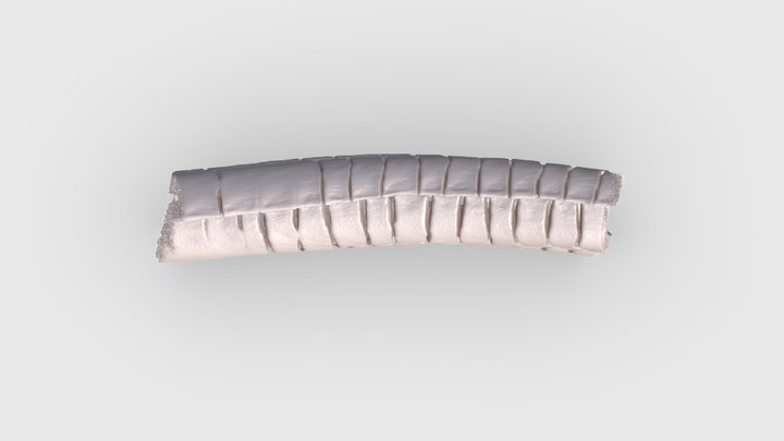 Segment of a Pectoral Fin Ray of a Nile Perch 3D Model