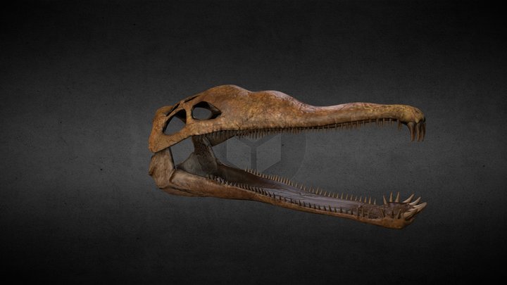 Skull of a Phytosaur 3D Model