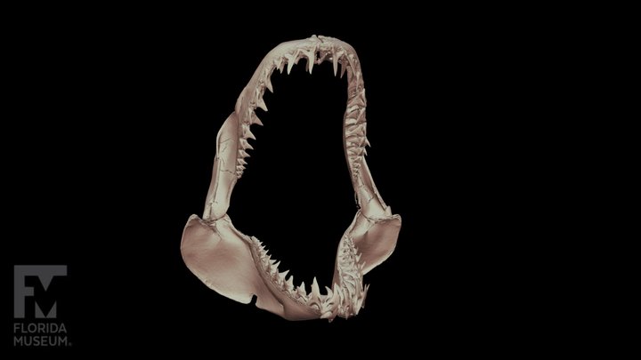 Mako-shark 3D models - Sketchfab