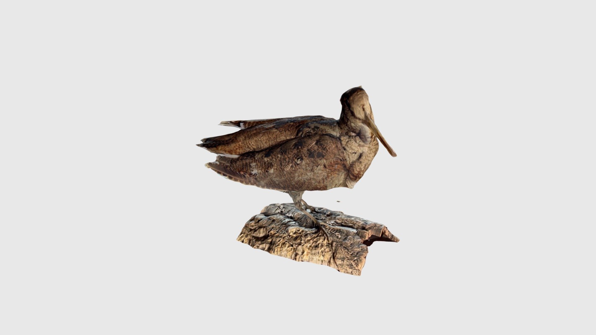 Bird - Download Free 3D model by csnmedia [e5c0b95] - Sketchfab