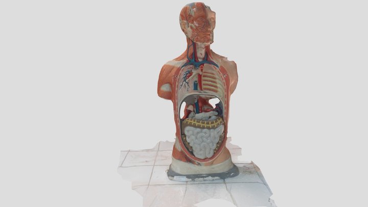 Busto Corpo Umano 3D Model