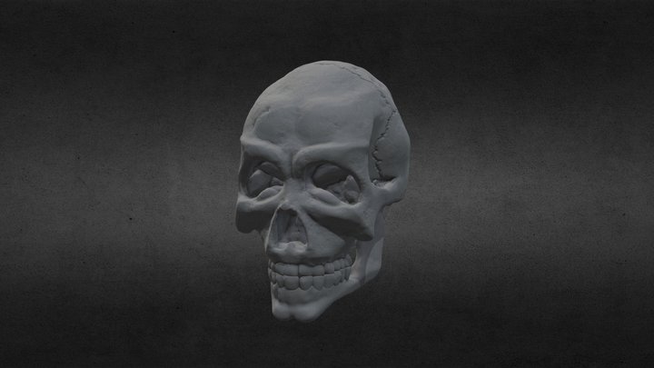 skull 3D Model