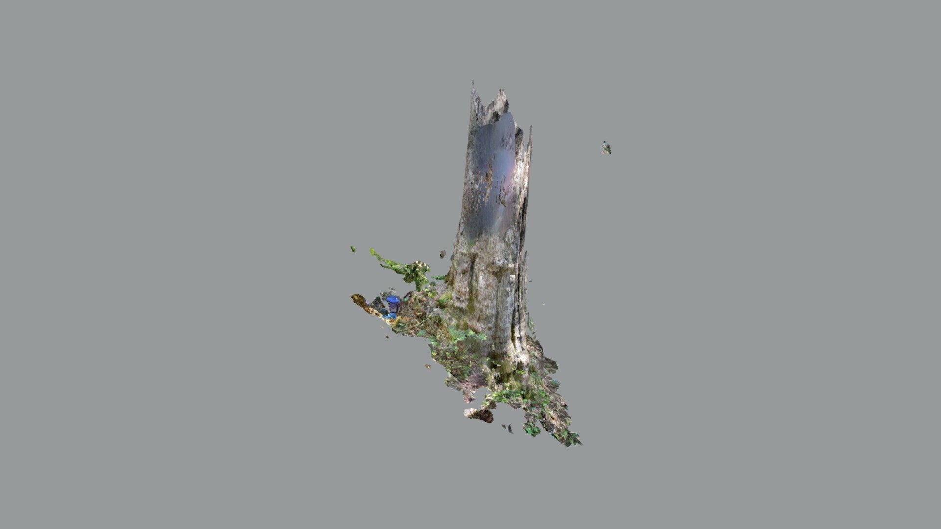 Heli hemlock