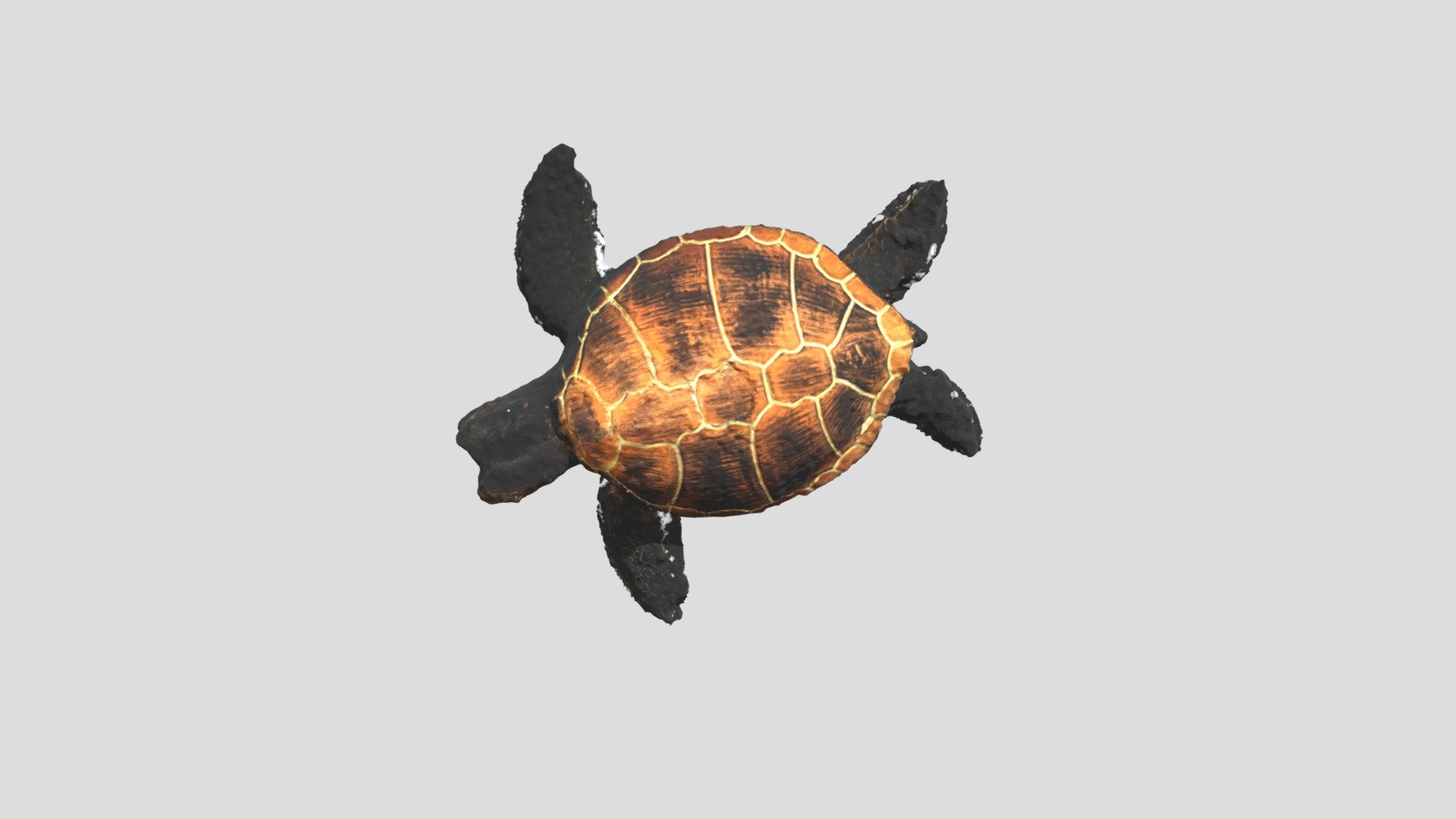 turtle_RIPPLE - 3D model by flammanglab [e5c8c82] - Sketchfab