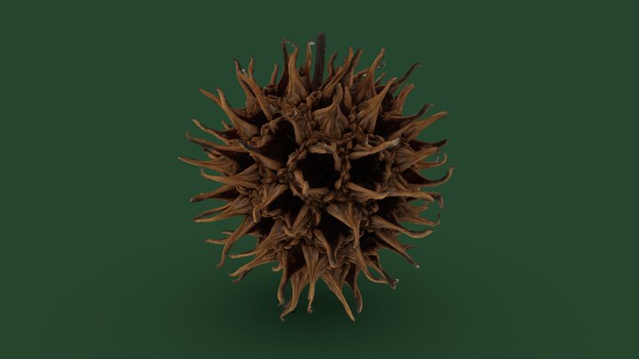 Sweet Gum Tree Fruit – Modèle 3D gratuit STL