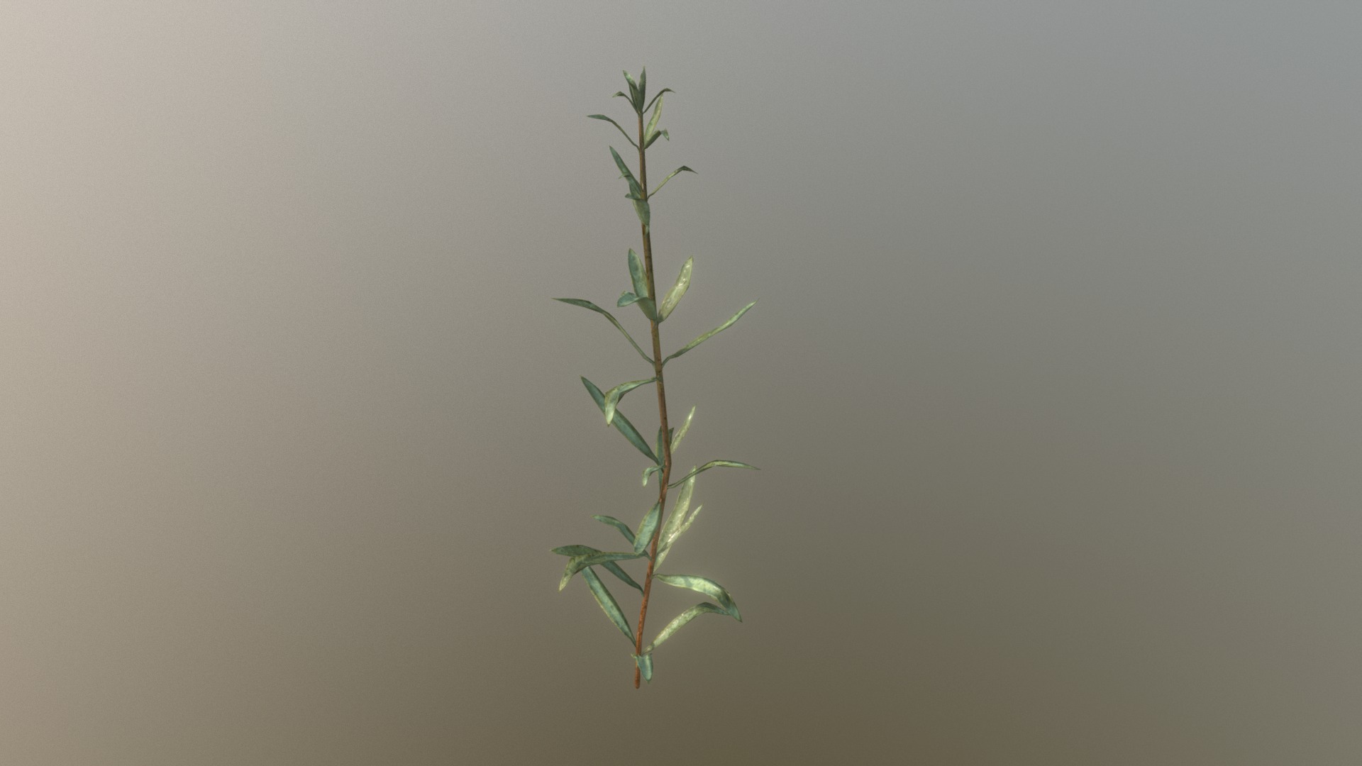 3D model Rosemary - This is a 3D model of the Rosemary. The 3D model is about a plant with leaves.