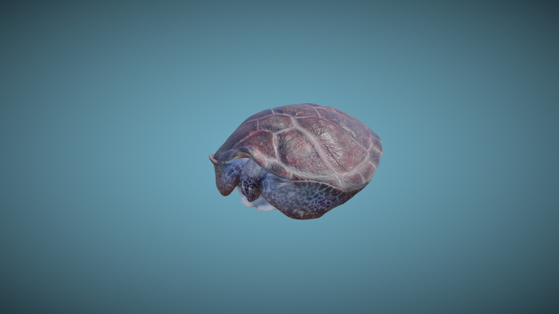 3D model Turtle - This is a 3D model of the Turtle. The 3D model is about a sea animal swimming in the water.