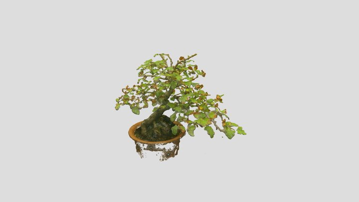 Bonsai_ Tree_13 – Free 3D Model STL