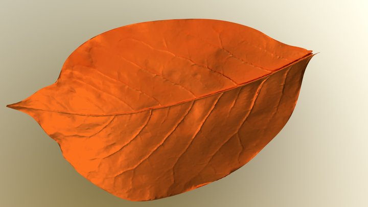 Leaf Scan 3D Model