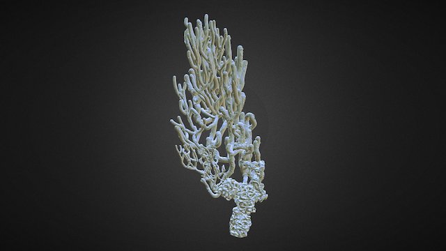 Oculus Medium - Coral 3D Model