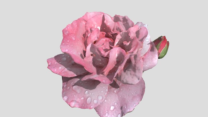 Rose in the rain 3D Model