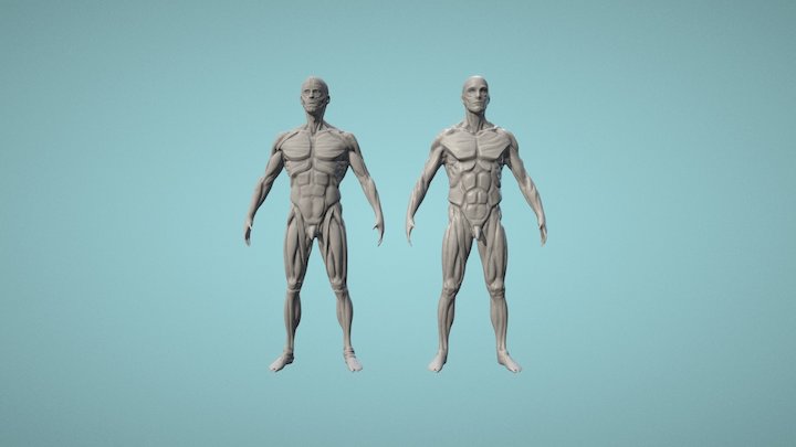 Anatomy 3D Model