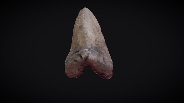 Diente de Megalodón 3D Model