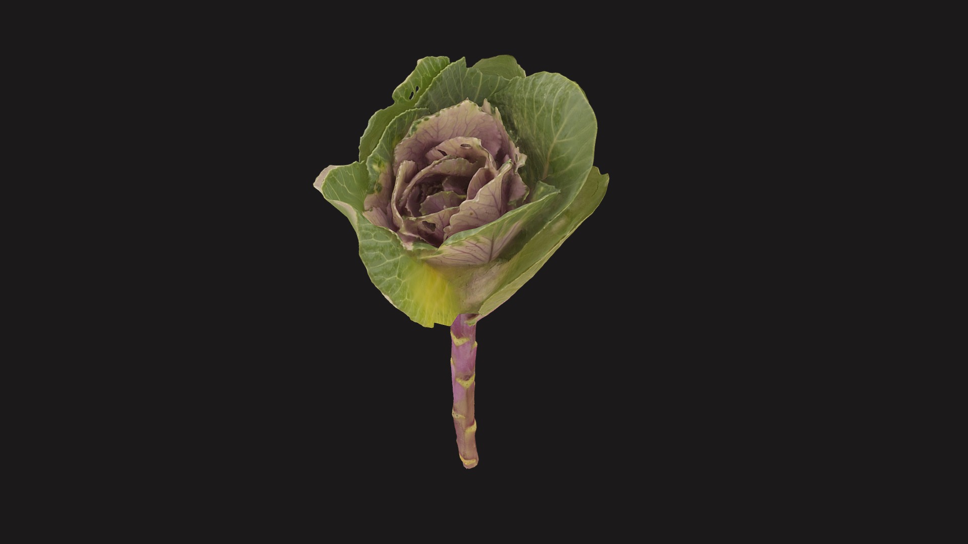 3D model Fw21 – Cabbage Flower - This is a 3D model of the Fw21 - Cabbage Flower. The 3D model is about a plant with a flower.