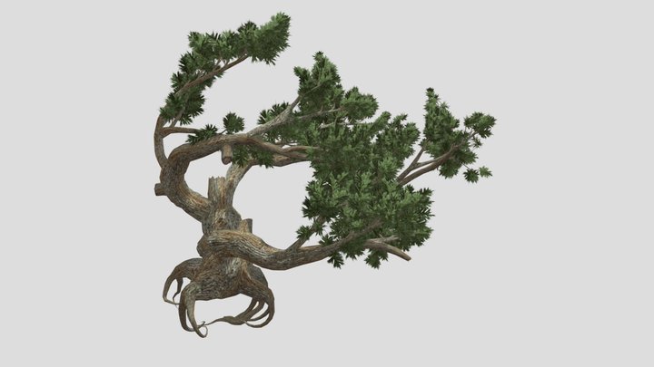 Tree exotic. Jeffrey Pine 3D Model