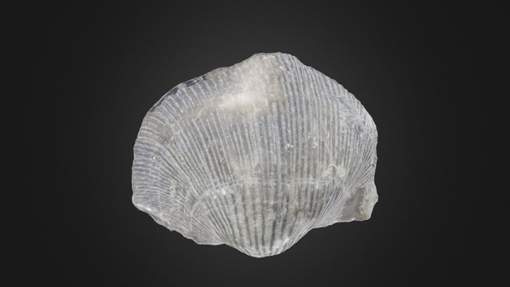 Hebertella occidentalis (PRI 70759) – Gratis 3D-model STL