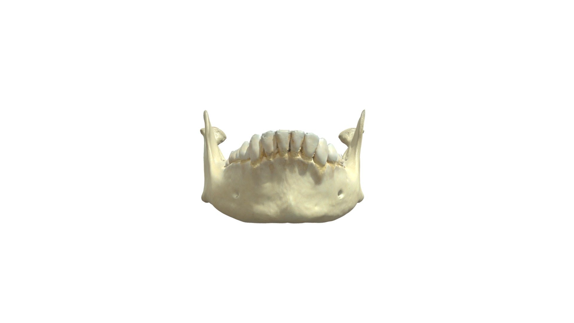 Mandibula - 3D model by Universiteit Antwerpen (@marjanmaldoy) [e5e3ddc ...