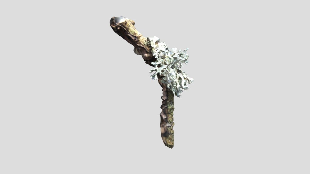 Oak moss lichen, Canon 80D