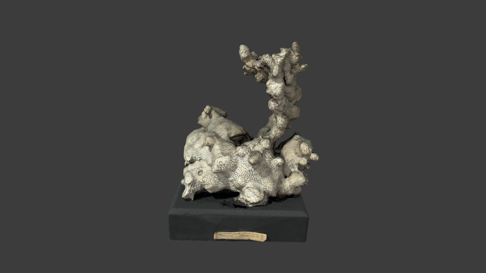 Manopora capitata