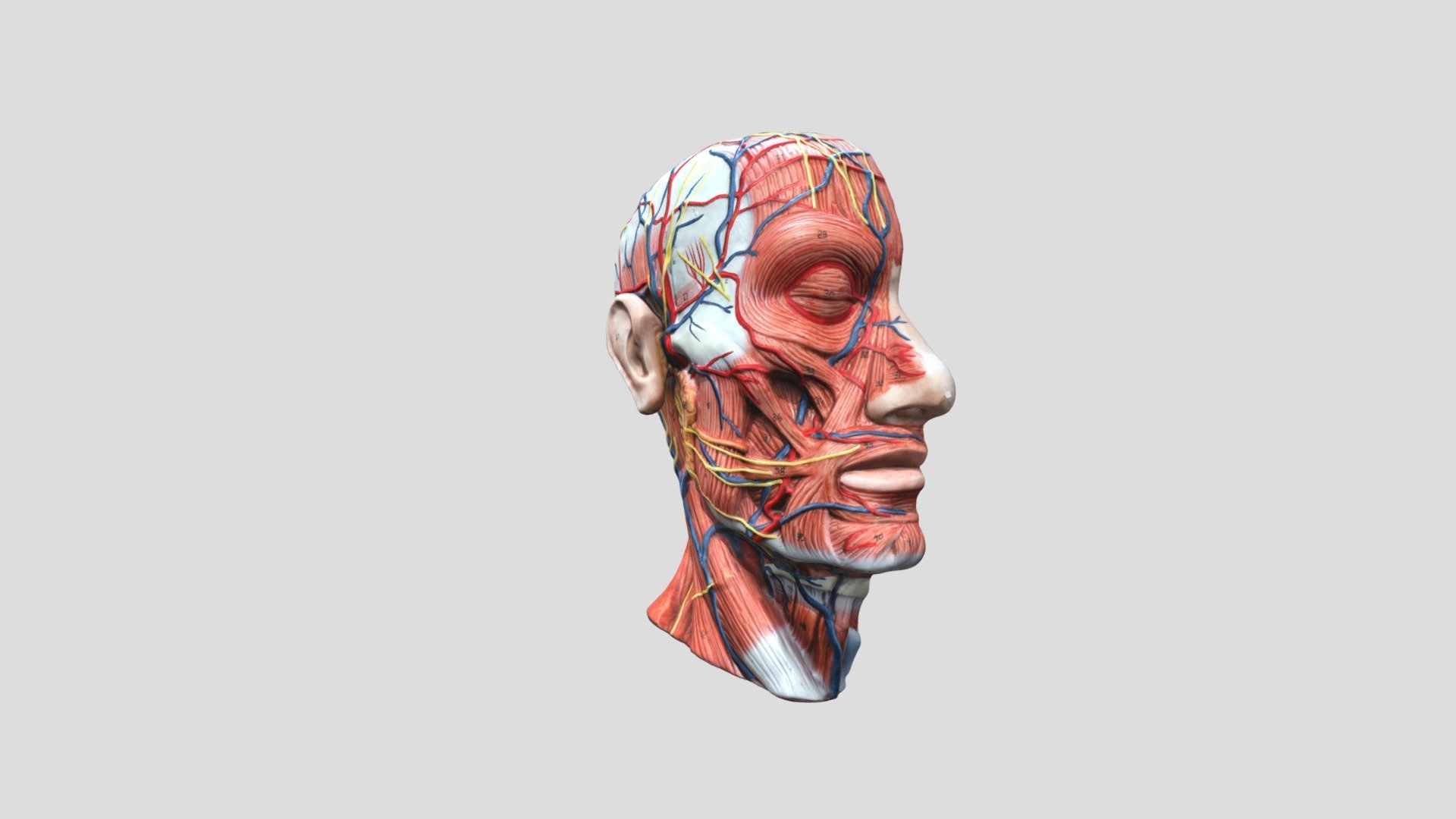 A&P Head Model - 3D model by ACUInnovationFoundry [e5e631d] - Sketchfab