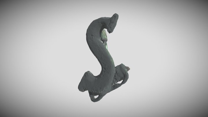 Fibula u obliku slova S 3D Model