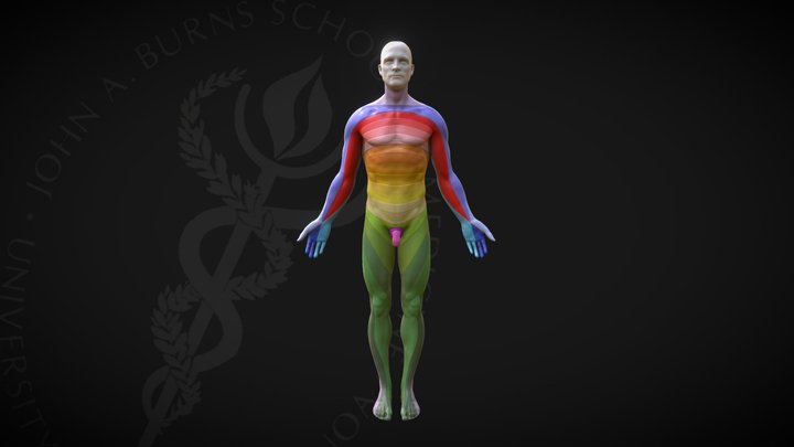 Dermatomes 3D Model