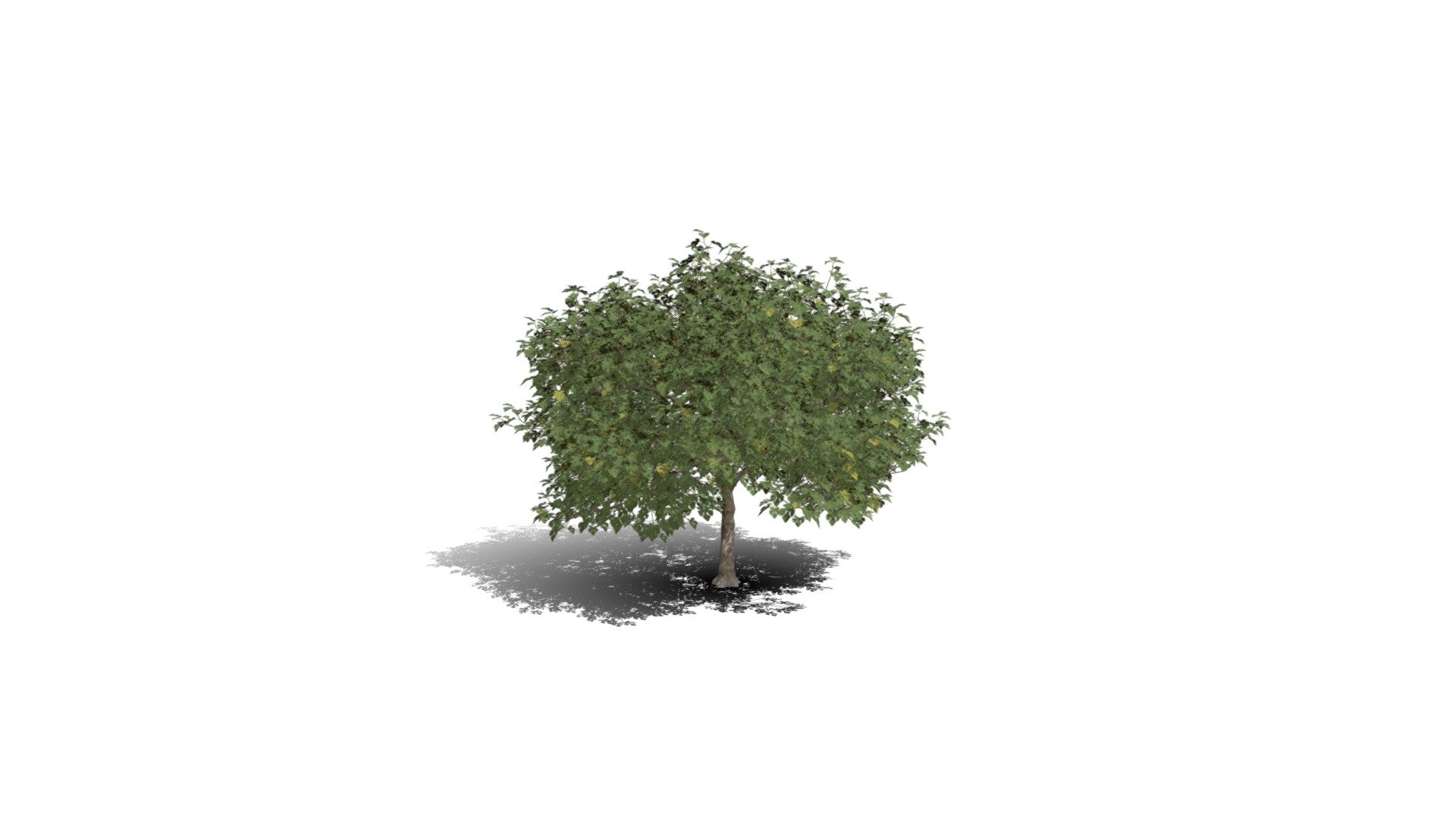Realistic HD Common fig tree (20/30) - Download Free 3D model by ...